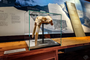 Skull of a walrus at the Svalbard Museum