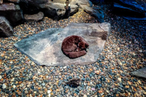Stuffed arctic fox at the Svalbard Museum