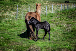 Þristapar: Islandic horses
