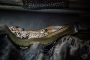 Treppennatter (Zamenis scalaris)