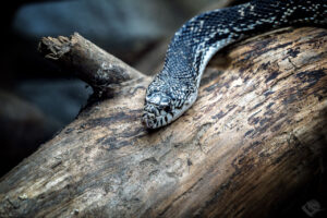Kiefernnatter (Pituophis melanoleucus)