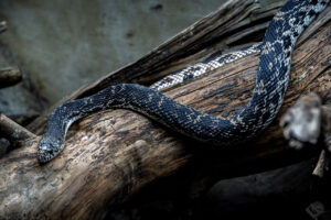 Kiefernnatter (Pituophis melanoleucus)