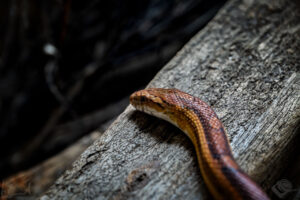 Kornnatter (Pantherophis guttatus)