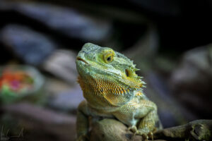 Streifenköpfige Bartagame (Pogona vitticeps)