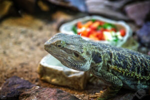 Streifenköpfige Bartagame (Pogona vitticeps)