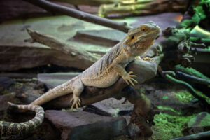 Streifenköpfige Bartagame (Pogona vitticeps)