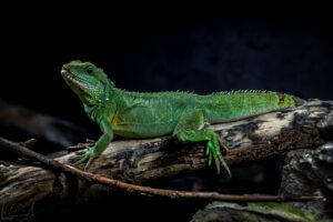 Grüne Wasseragame (Physignathus cocincinus)
