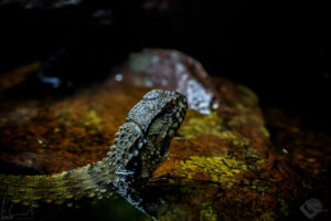 Chinesische Krokodilschwanzechse (Shinisaurus crocodilurus)