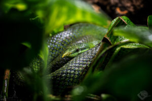 Spitznasennatter (Gonyosoma boulengeri)