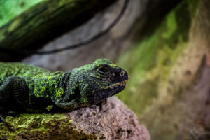 Nordafrikanische Dornschwanzagame (Uromastyx nigriventris)