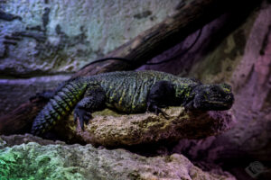 Nordafrikanische Dornschwanzagame (Uromastyx nigriventris)