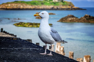 Möwe