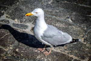 Möwe