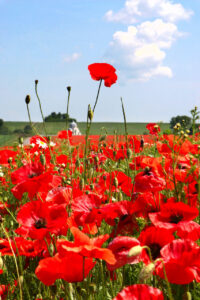 Poppies