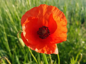 Poppy